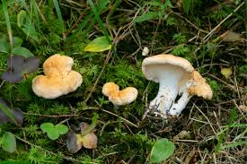 Attēlu rezultāti vaicājumam “Hydnum sp.”