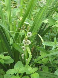 Attēlu rezultāti vaicājumam “Sparganium erectum aggr. fruit”