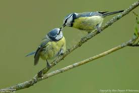 Attēlu rezultāti vaicājumam “Cyanistes caeruleus adult”