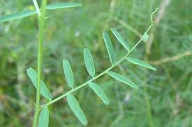 Attēlu rezultāti vaicājumam “Vicia hirsuta fruit”