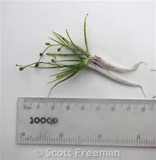 Attēlu rezultāti vaicājumam “Subularia aquatica leaf”