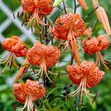 Attēlu rezultāti vaicājumam “Lilium lancifolium”