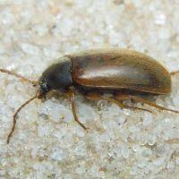 Attēlu rezultāti vaicājumam “Isomira murina”