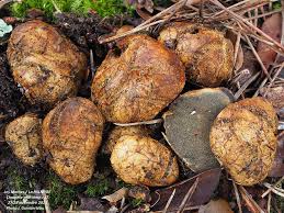 Attēlu rezultāti vaicājumam “Rhizopogon luteolus”