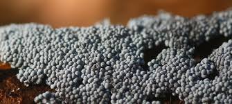 Attēlu rezultāti vaicājumam “Licea chelonoides macro”