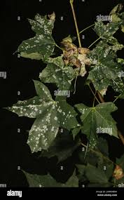 Attēlu rezultāti vaicājumam “Sawadaea tulasnei”