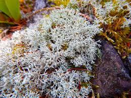 Attēlu rezultāti vaicājumam “Cladonia mitis”