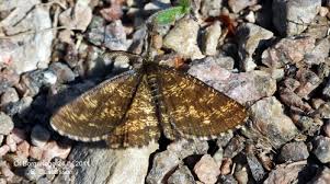 Attēlu rezultāti vaicājumam “Ematurga atomaria”