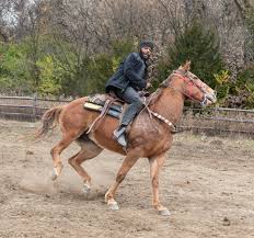 Image result for East Flegg Riding Club