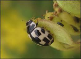 Attēlu rezultāti vaicājumam “Propylea quatuordecimpunctata”