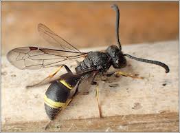 Attēlu rezultāti vaicājumam “Symmorphus sp.”