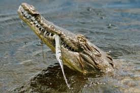 Image result for Crocodylus acutus