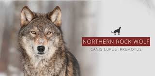 Attēlu rezultāti vaicājumam “Canis lupus”