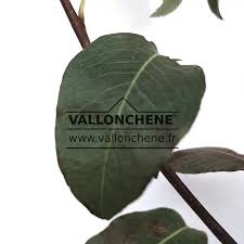 Attēlu rezultāti vaicājumam “Pyrus communis leaf”