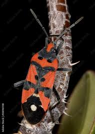 Attēlu rezultāti vaicājumam “Lygaeidae”