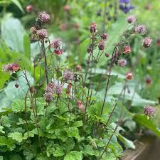 Attēlu rezultāti vaicājumam “Geum rivale leaf”