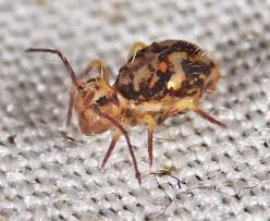 Attēlu rezultāti vaicājumam “Symphypleona”