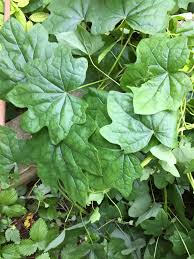 Attēlu rezultāti vaicājumam “Menispermum dauricum fruit”