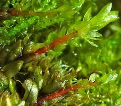 Attēlu rezultāti vaicājumam “Bryum neodamense macro”