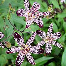 Image result for Tricyrtis `Black Beauty`