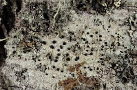 Attēlu rezultāti vaicājumam “Megalaria grossa”