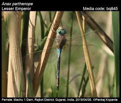 Attēlu rezultāti vaicājumam “Anax parthenope”