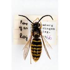 Attēlu rezultāti vaicājumam “Vespula germanica male”