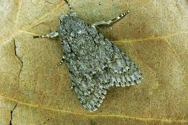 Attēlu rezultāti vaicājumam “Acronicta aceris larva”