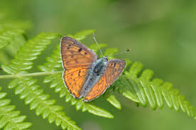 Attēlu rezultāti vaicājumam “Lycaena alciphron underside”