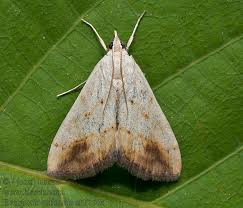 Attēlu rezultāti vaicājumam “Evergestis extimalis”