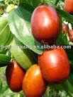 <b>Ziziphus</b> jujuba dry Fruit