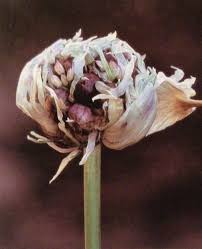 Attēlu rezultāti vaicājumam “Allium sativum bud”