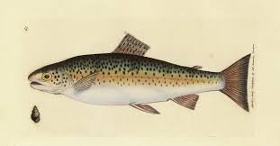 Attēlu rezultāti vaicājumam “Salmo trutta”