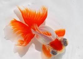 Image result for 金魚