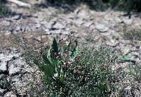 Attēlu rezultāti vaicājumam “Alisma gramineum leaf”