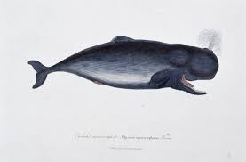 Image result for Physeter macrocephalus