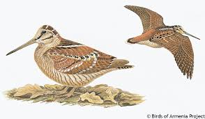 Attēlu rezultāti vaicājumam “Scolopax rusticola eggs”