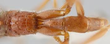 Attēlu rezultāti vaicājumam “Diphyus latebricola”