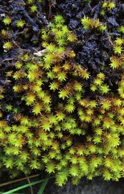 Attēlu rezultāti vaicājumam “Anomodon viticulosus”