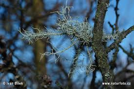 Attēlu rezultāti vaicājumam “Usnea hirta”