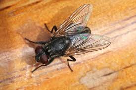 Attēlu rezultāti vaicājumam “Diachea muscorum”