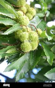 Attēlu rezultāti vaicājumam “Aesculus hippocastanum fruit”