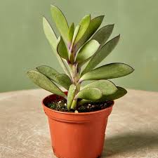 Attēlu rezultāti vaicājumam “Senecio vernalis leaf”