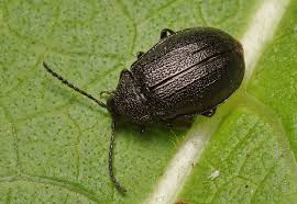 Attēlu rezultāti vaicājumam “Galeruca tanaceti”