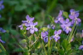 Attēlu rezultāti vaicājumam “Viola reichenbachiana”
