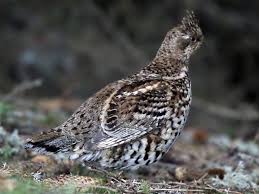Attēlu rezultāti vaicājumam “Bonasa bonasia eggs”