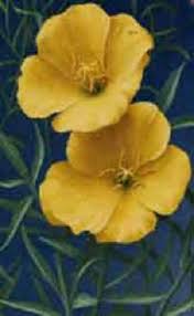 Image result for Oenothera odorata