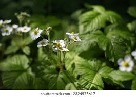 Attēlu rezultāti vaicājumam “Fragaria moschata flower”