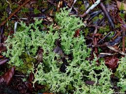 Attēlu rezultāti vaicājumam “Cladonia cornuta”