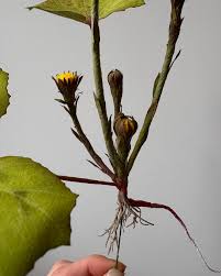 Attēlu rezultāti vaicājumam “Tussilago farfara bud”